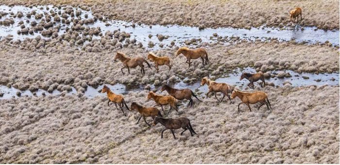 Wild horses running across the Snowy Mountains plains