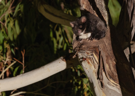 A greater glider spotted in Talleganda State Forest.