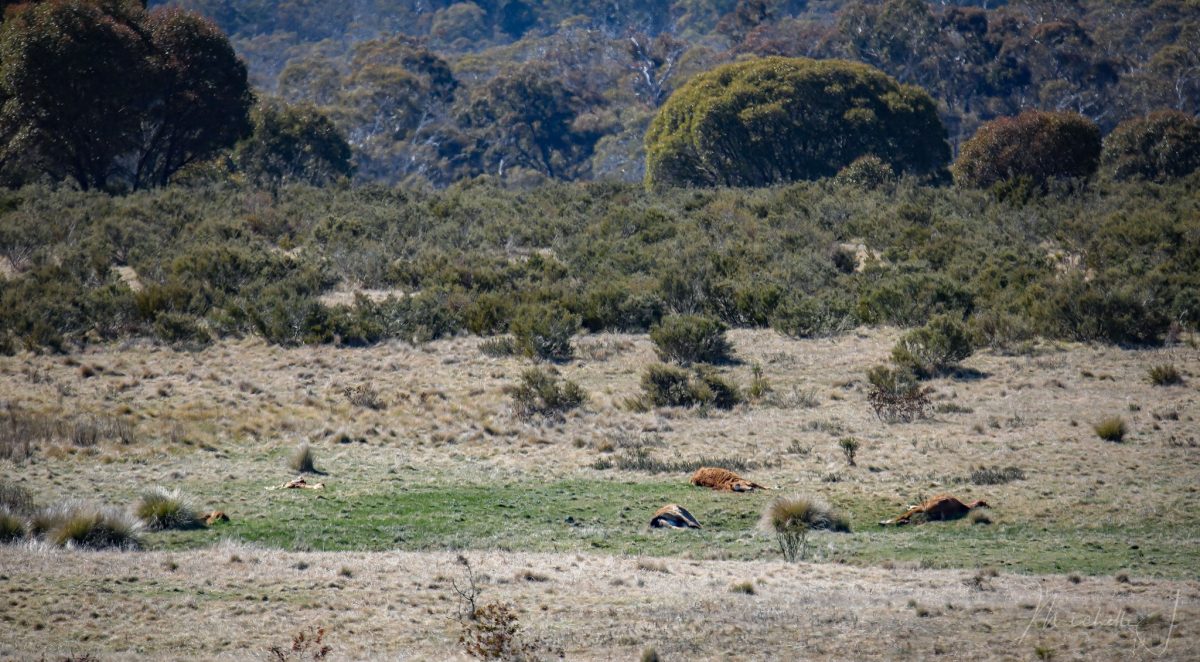 wild horses