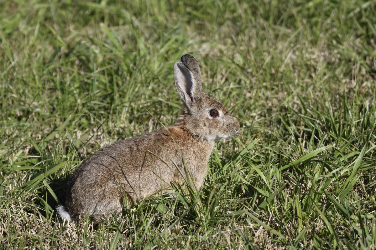 baby rabbit