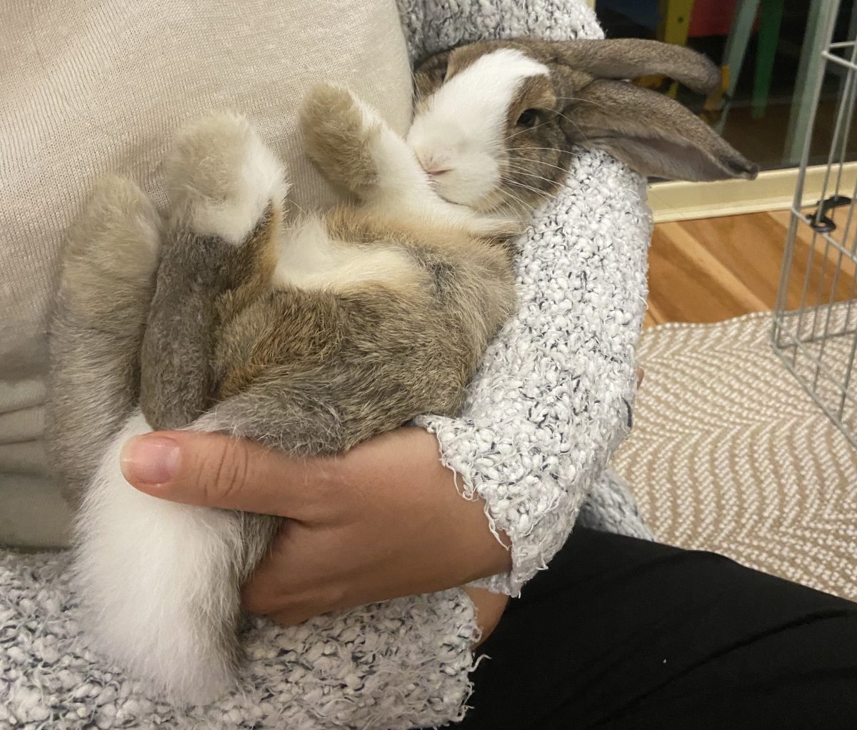 Rabbit being cradled in a person's arms