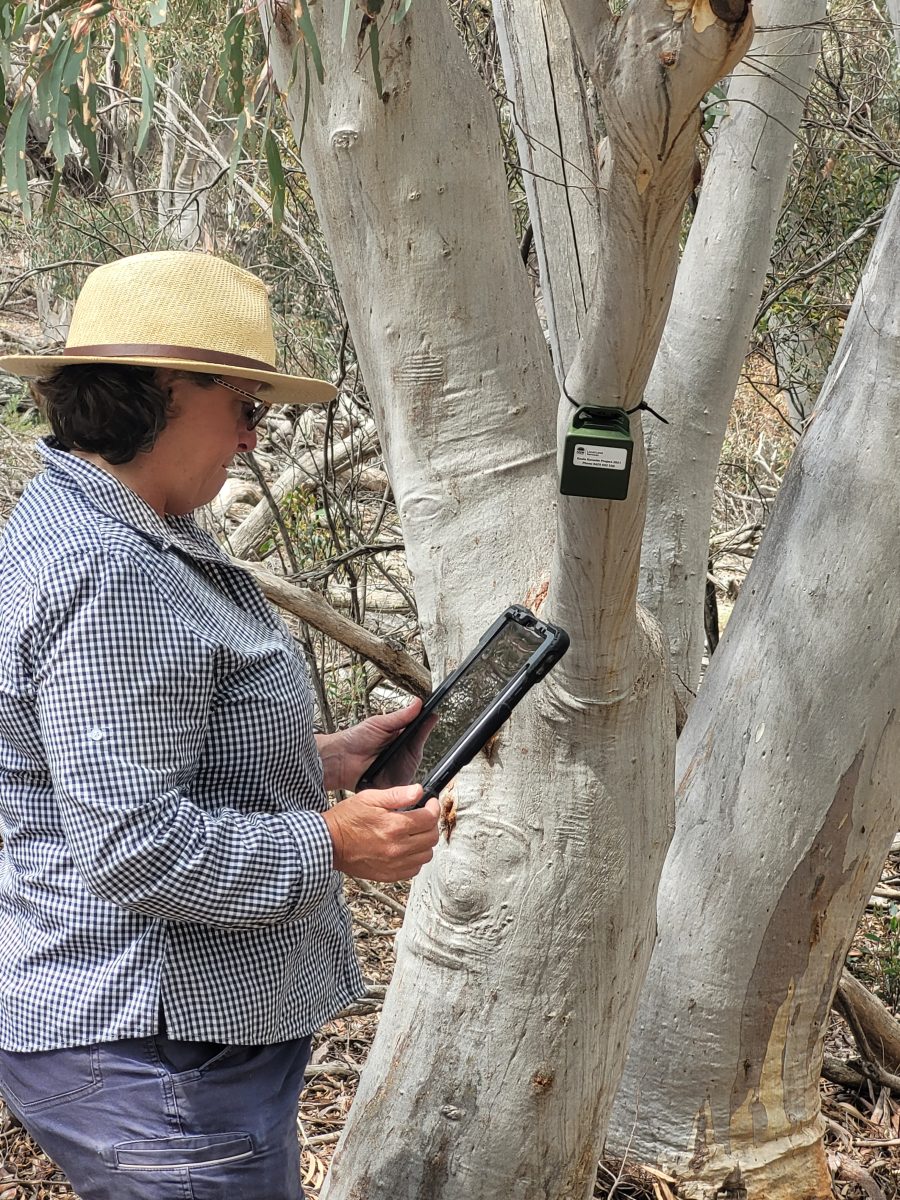 Woman in a hat attaching a koala monitor to a tree 