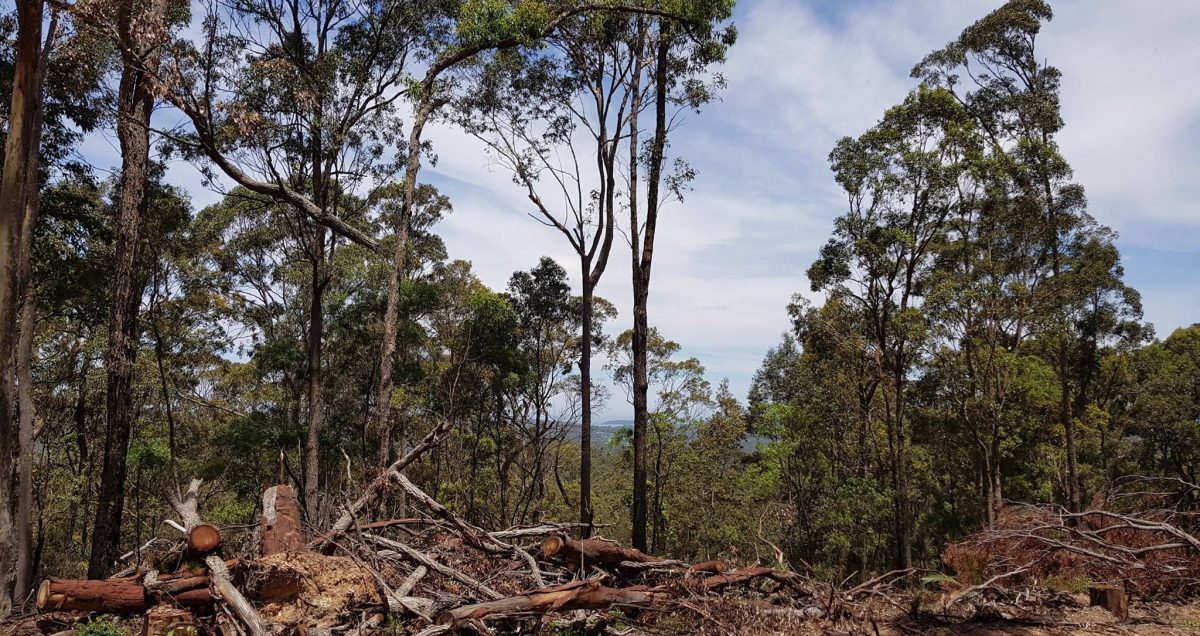 fallen trees in Mogo State Forest