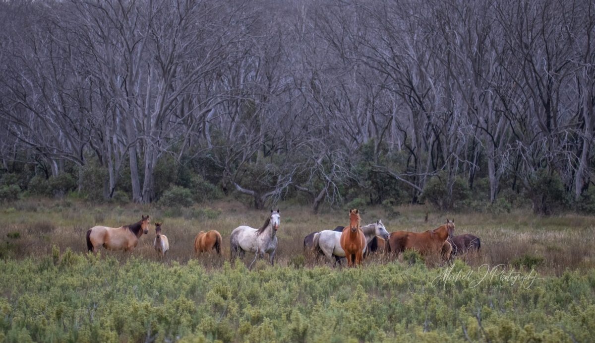 brumbies in KNP