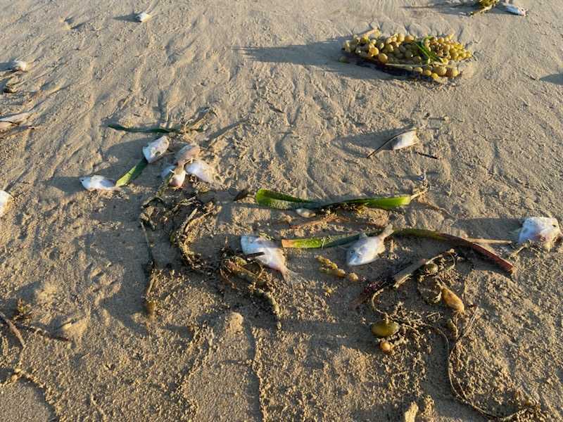 Dead fish lying on a beach with seaweed