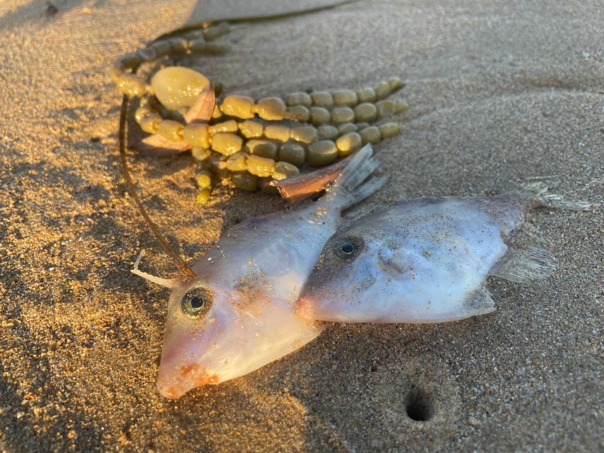 Dead fish lying on a beach with seaweed