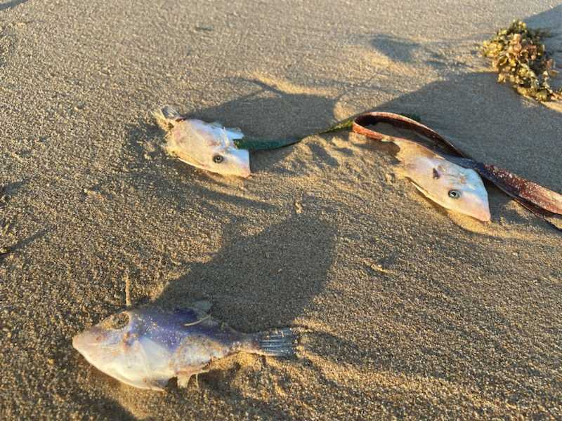 Dead fish lying on a beach with seaweed