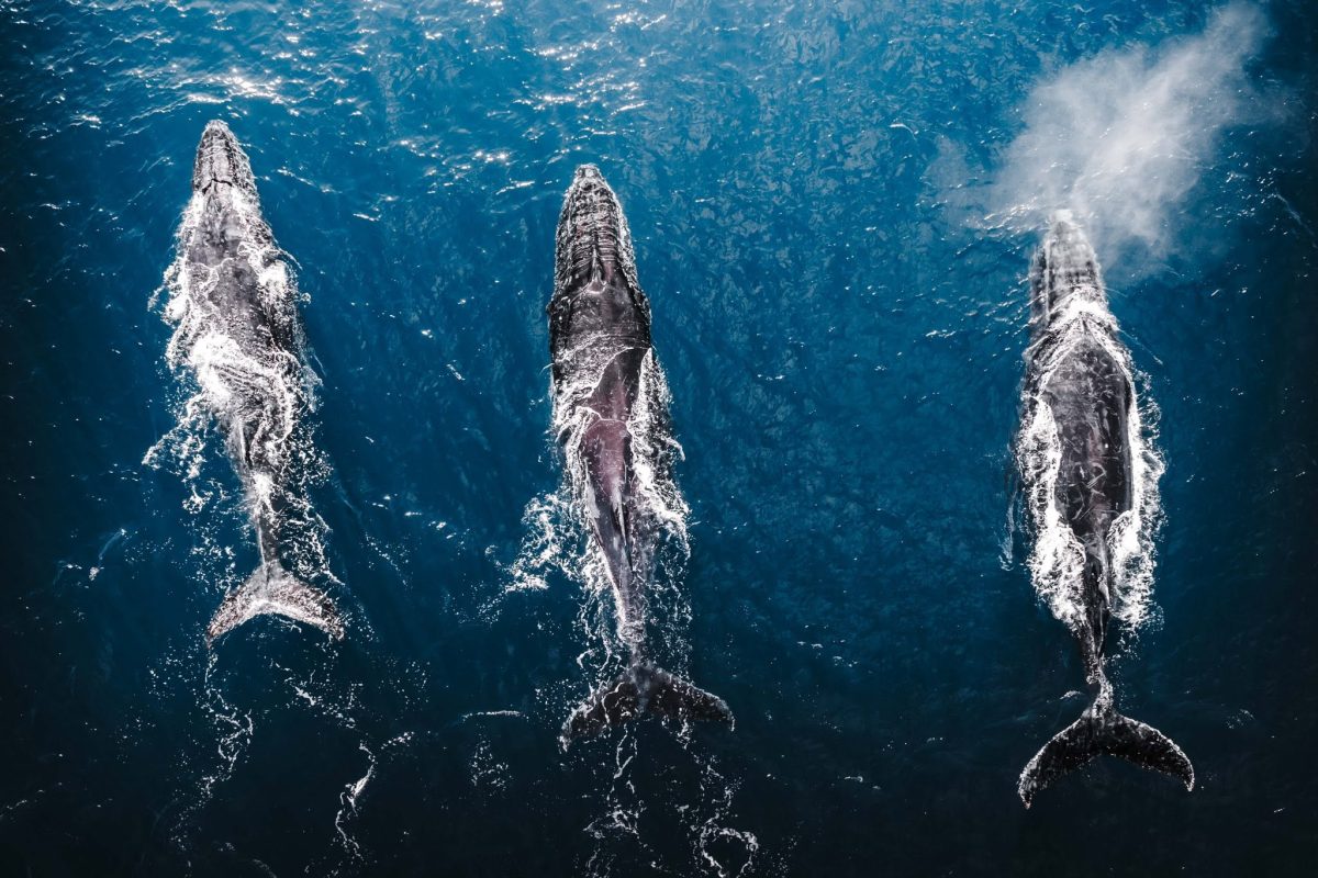 Three whales swimming north as part of the migration, photographed from above