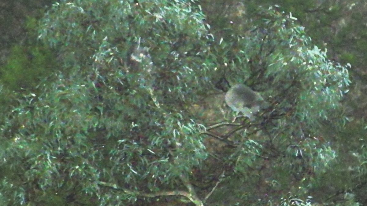 A photo of a koala sitting in a tree