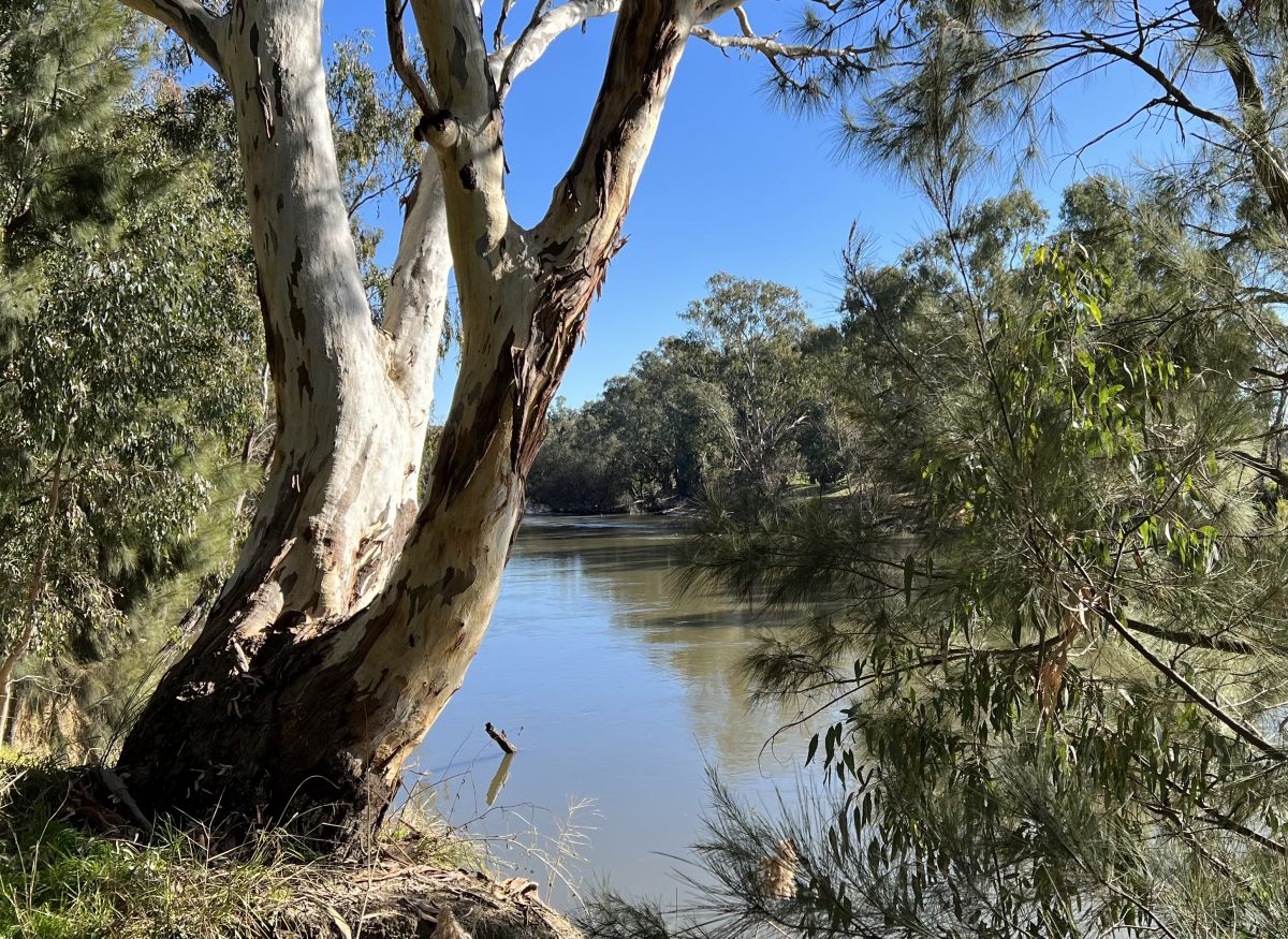 Tree by the river