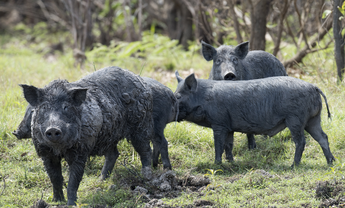 Mary river and Boomerang lagoon Northern Territory, wild feral pigs