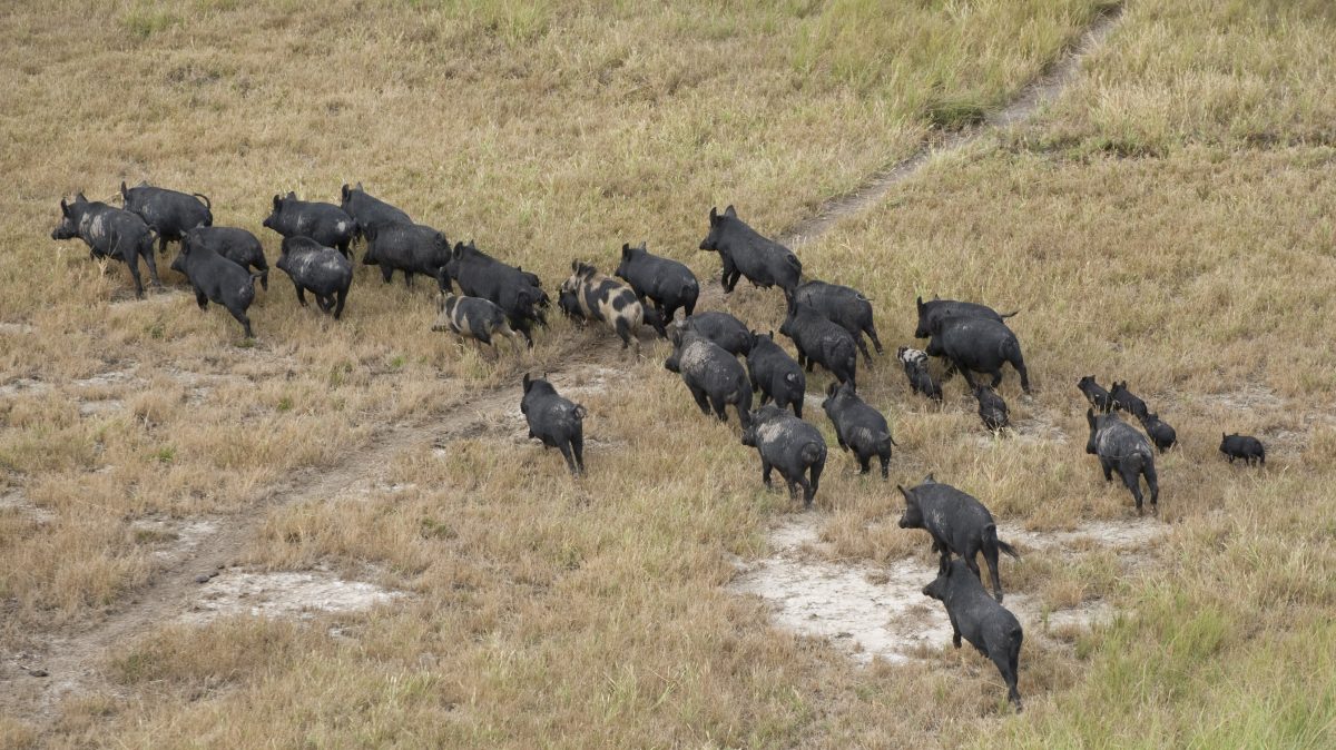 Pack of wild boars. 