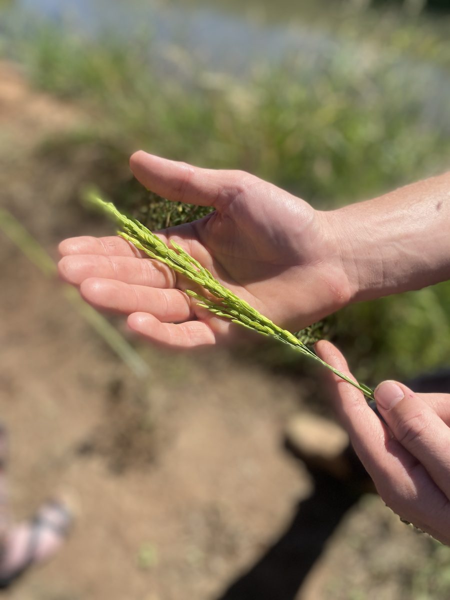 Rice grain