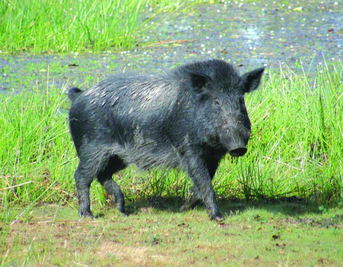 Feral pig on the loose 