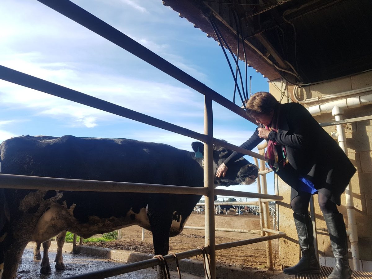 woman with cow