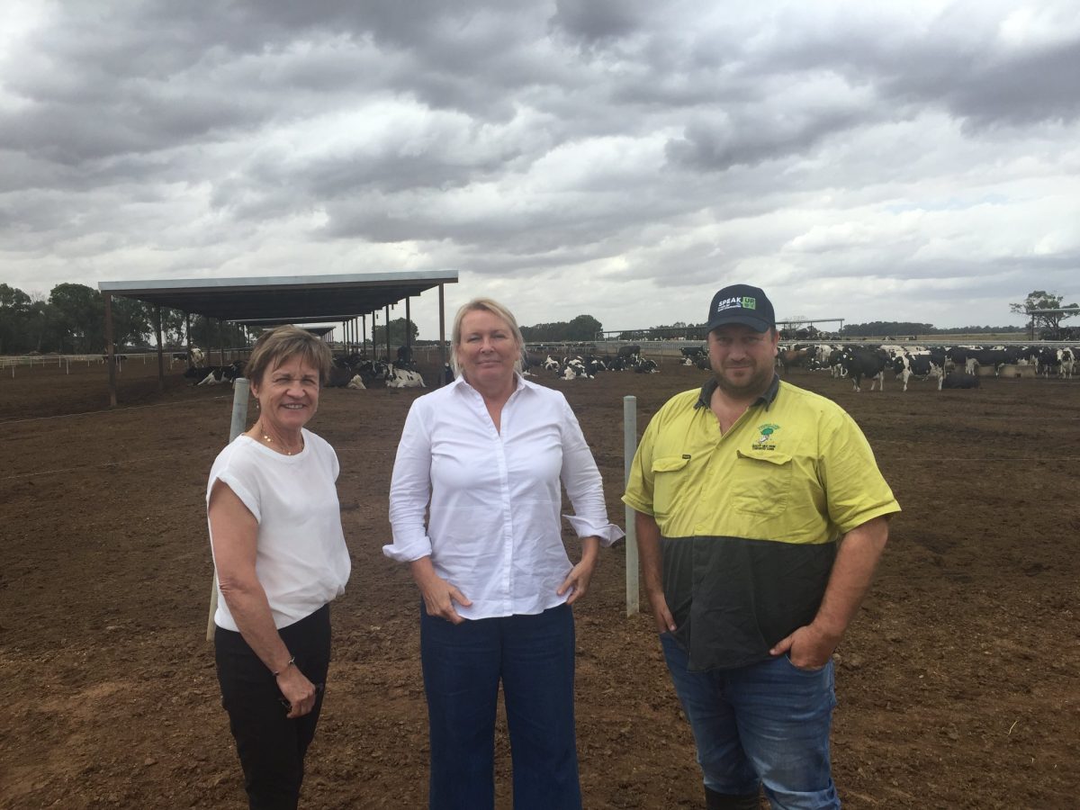 Three people in front of cows