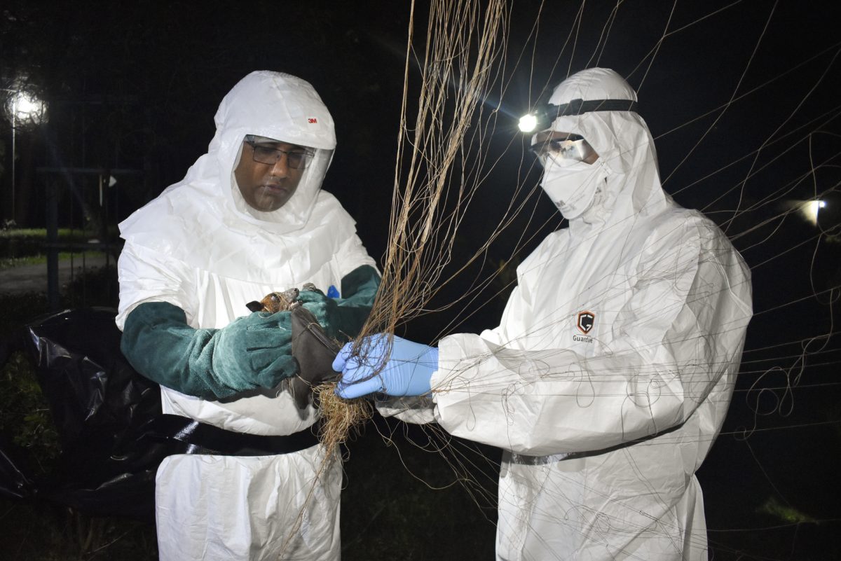 wildlife disease experts with a flying fox